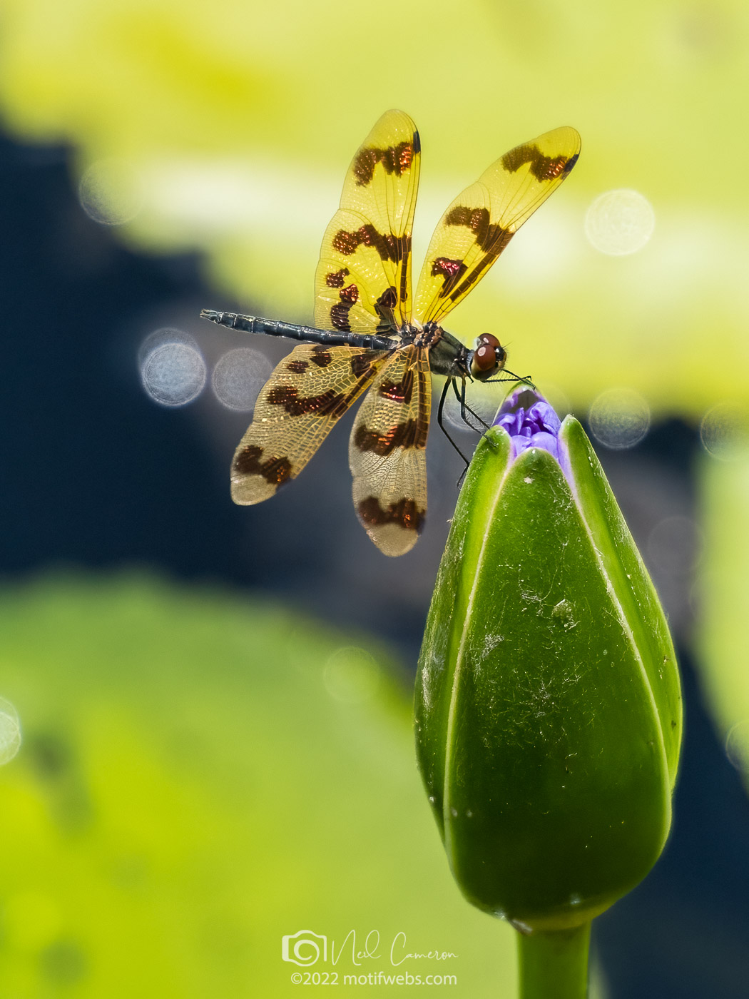 Graphic Flutterer (Rhyothemis graphiptera) dragonfly at Mt Coot-tha Botanic Gardens, Toowong