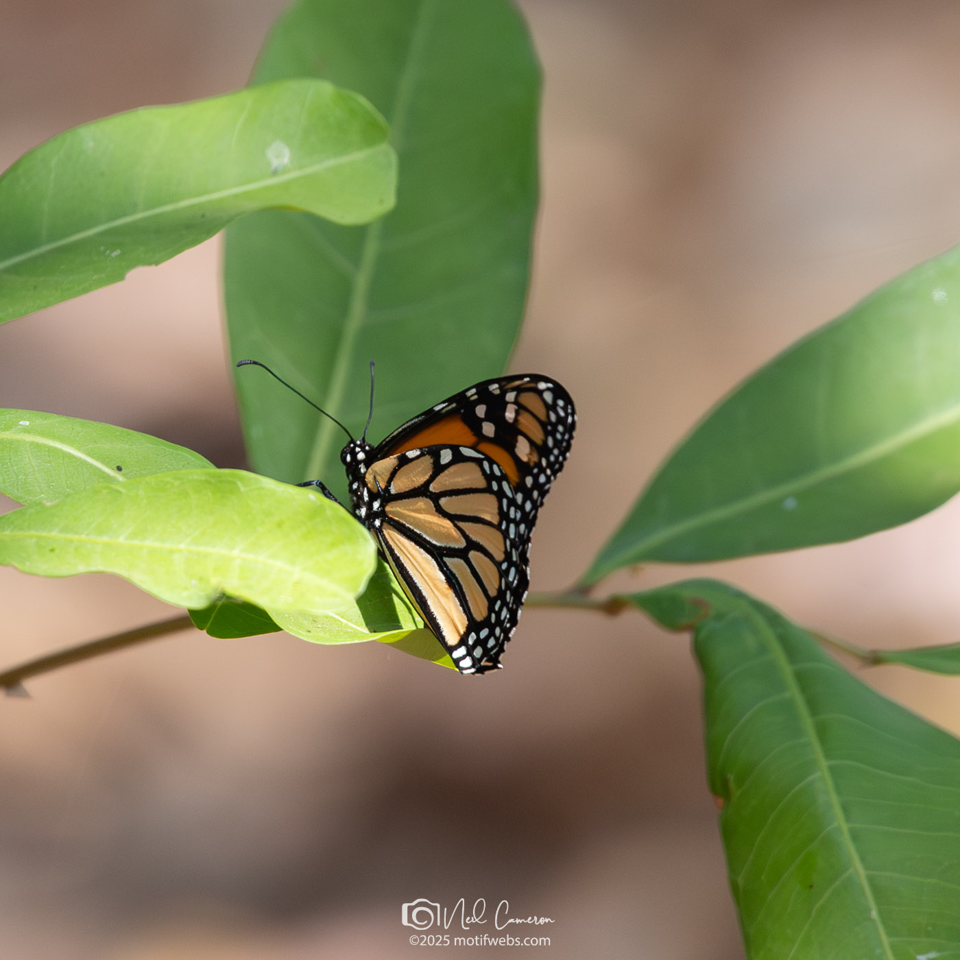 Monarch aka Wanderer (Danaus plexippus plexippus), Oxley Creek Common, Brisbane