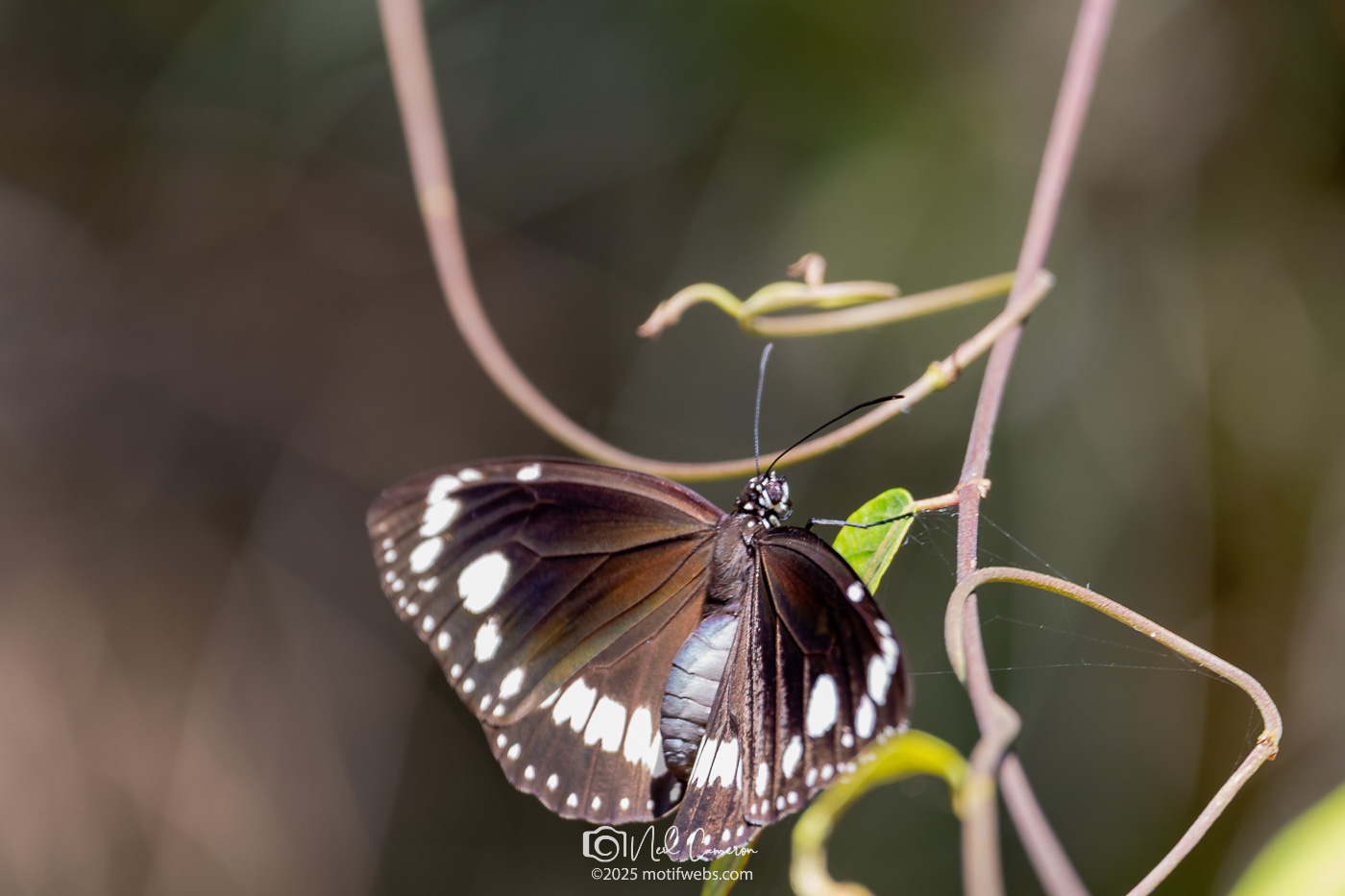 Common Crow (Euploea core), Oxley Creek Common, Brisbane