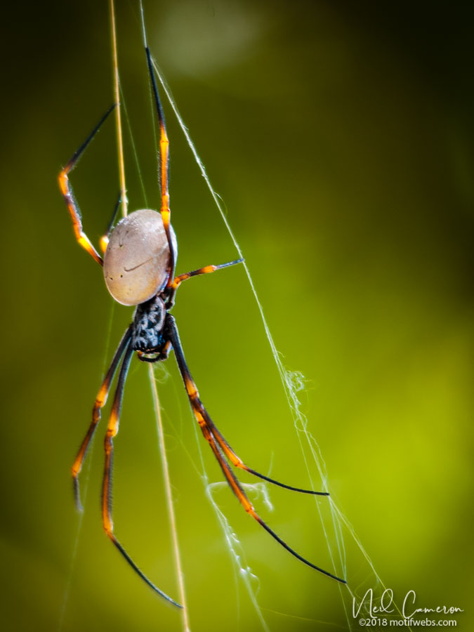 Tiger Spider (Trichonephila plumipes), St Lucia, Brisbane