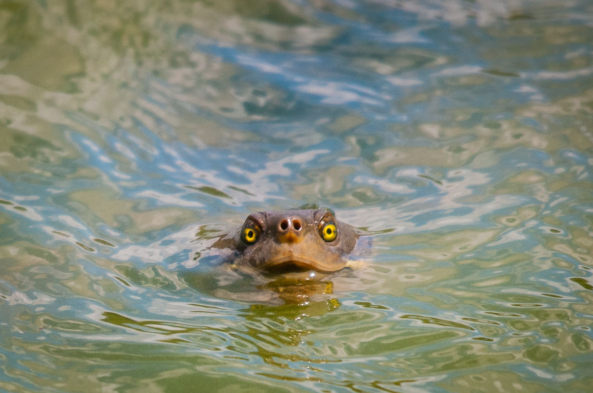 Brisbane River Turtle (Emydura krefftii signata), University of Queensland, St Lucia