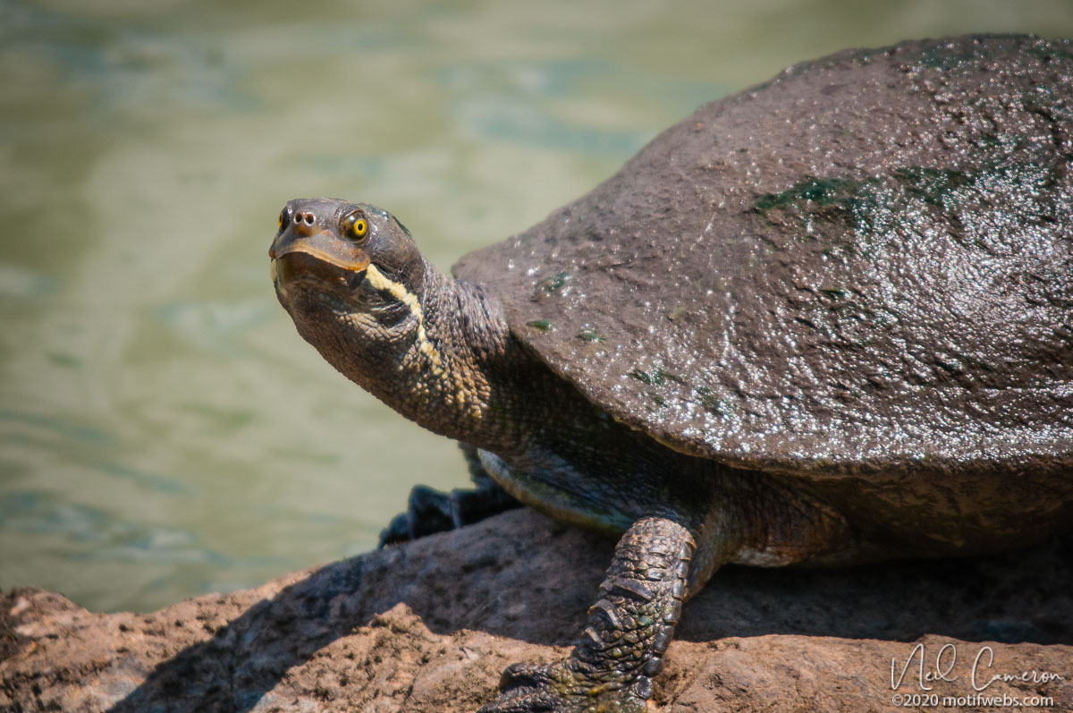 Brisbane River Turtle (Emydura krefftii signata), University of Queensland, St Lucia