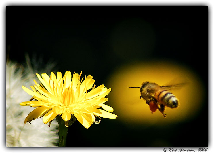 Bee in flight, Aptos, California, USA