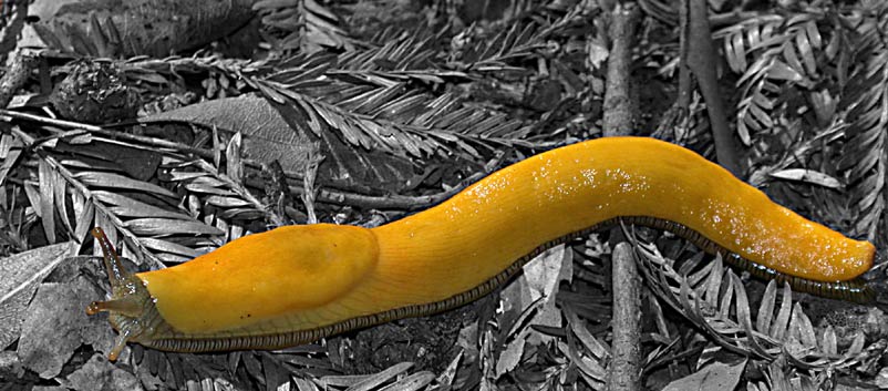 Banana Slug (Ariolimax columbianus), Santa Cruz, California, USA
